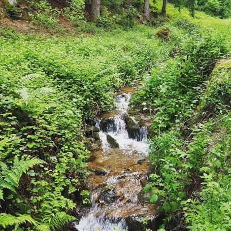 Wandern im Wald